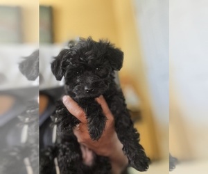 YorkiePoo Puppy for sale in LAS VEGAS, NV, USA