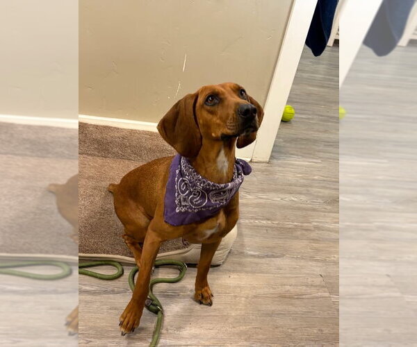 Medium Photo #2 Mutt Puppy For Sale in Emmett, ID, USA