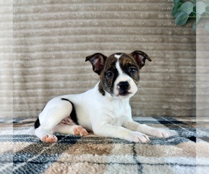 Brat Puppy for sale in GREENFIELD, IN, USA