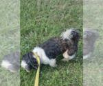 Small #2 Shih Tzu Mix