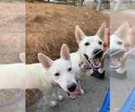 Small Photo #3 German Shepherd Dog-Unknown Mix Puppy For Sale in San Diego, CA, USA