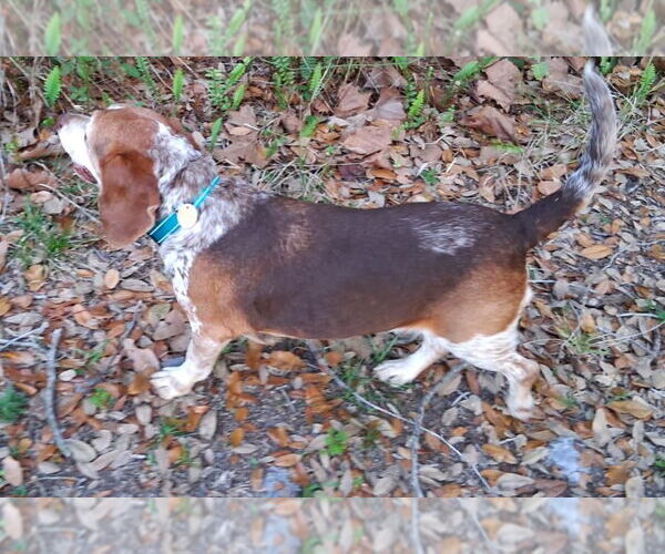 Medium Photo #6 Beagle Puppy For Sale in Dunnellon, FL, USA