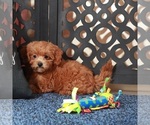 Small #2 ShihPoo