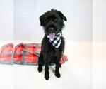 Small #4 Poodle (Standard) Mix