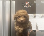 Puppy Puppy 4 Poodle (Toy)
