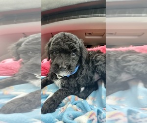 Bernedoodle (Miniature) Puppy for sale in ENID, OK, USA