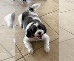 Small #3 Shih Tzu Mix