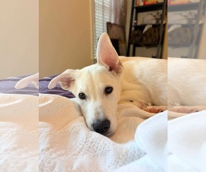 Franklin - Male Siberian Husky-Unknown Mix Dog for Adoption - Photo #2