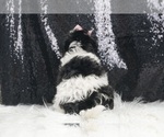 Small #5 YorkiePoo