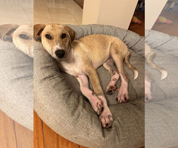 Medium Photo #4 Labrenees Puppy For Sale in The Woodlands, TX, USA