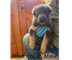 Puppy Blue Collar German Shepherd Dog