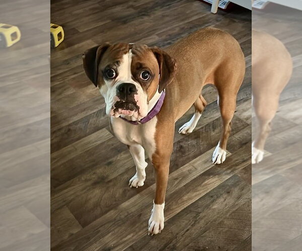 Medium Photo #2 Boxer Puppy For Sale in Dumont, NJ, USA
