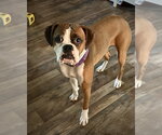 Small #1 Boxer