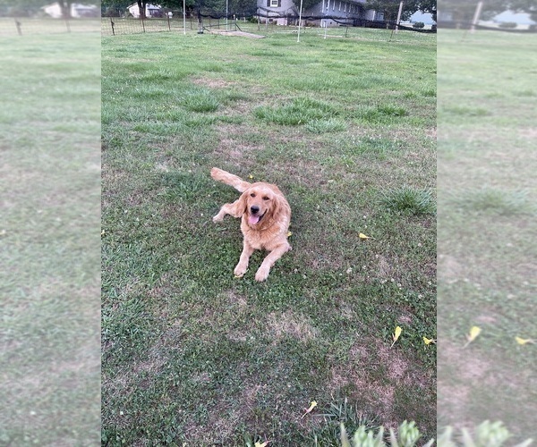 Medium Photo #1 Golden Retriever Puppy For Sale in FAYETTEVILLE, TN, USA