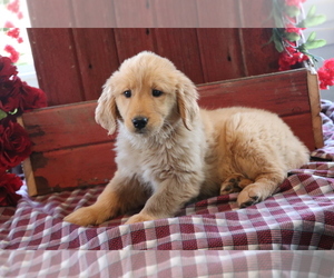 Golden Retriever Dog for Adoption in SHILOH, Ohio USA