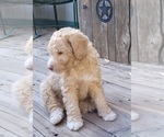 Small Photo #10 Aussie-Poo-Poodle (Miniature) Mix Puppy For Sale in PIONEER, CA, USA