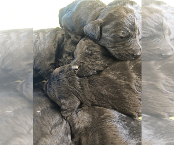Medium Photo #1 Aussiedoodle Puppy For Sale in WOODLAND, WA, USA