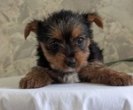 Small Photo #25 Yorkshire Terrier Puppy For Sale in GOSHEN, IN, USA