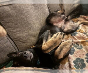 German Shepherd Dog Dogs for adoption in Centreville, VA, USA