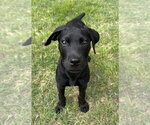 Small #1 Labrador Retriever Mix