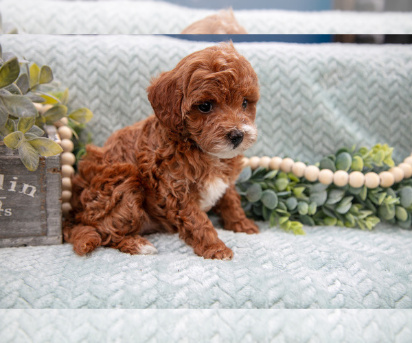 Medium Photo #2 Goldendoodle (Miniature) Puppy For Sale in SHIPSHEWANA, IN, USA