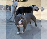Small #2 Bulldog Mix