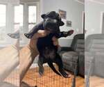Small Photo #15 Great Dane Puppy For Sale in MAYSVILLE, KY, USA