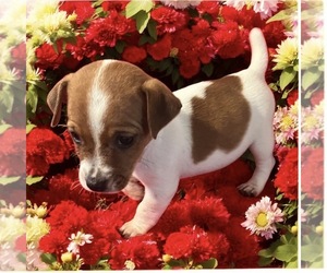 Jack Russell Terrier Puppy for sale in NASHVILLE, NC, USA