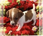 Image preview for Ad Listing. Nickname: Beatrice