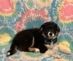 Small Photo #2 Border Collie-Golden Retriever Mix Puppy For Sale in LANCASTER, PA, USA