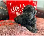 Small Photo #2 Black Russian Terrier Puppy For Sale in CHARLESTON, WV, USA