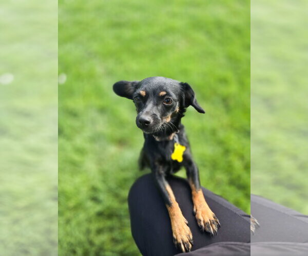 Medium Photo #9 Chiweenie Puppy For Sale in Sandy, UT, USA