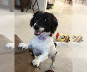 Dachshund-Unknown Mix Dogs for adoption in Evansville, IN, USA