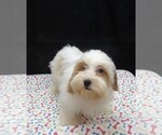 Jacky - Female Shih-Poo Puppy for Sale - Photo #3