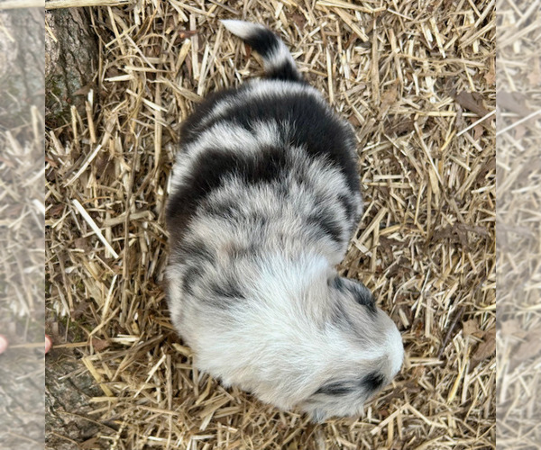 Medium Photo #40 Australian Shepherd Puppy For Sale in SMITHS GROVE, KY, USA