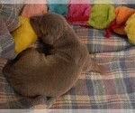 Small Photo #120 Great Dane Puppy For Sale in SPRAGGS, PA, USA