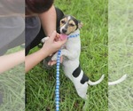 Small Dachshund-Jack Russell Terrier Mix