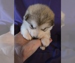 Small #4 Alaskan Malamute