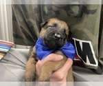 Small Photo #192 Belgian Malinois Puppy For Sale in REESEVILLE, WI, USA