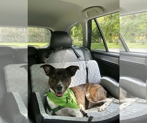 Pointer-Unknown Mix Dogs for adoption in Westwood, NJ, USA
