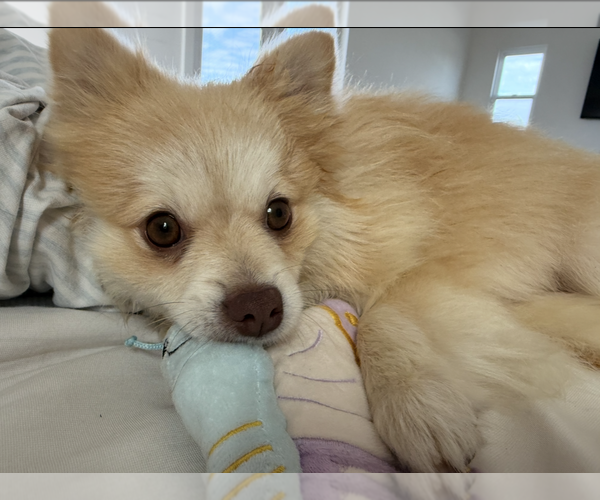 Medium Photo #4 Pomeranian Puppy For Sale in San Diego, CA, USA