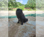 Small #1 Pomeranian