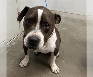 Labrador Retriever-Unknown Mix Dogs for adoption in Rosenberg, TX, USA