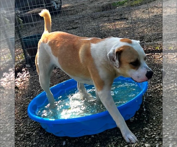 Medium Photo #9 Mastiff-Unknown Mix Puppy For Sale in Calhoun, GA, USA