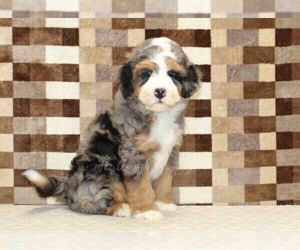 Medium Photo #4 Bernedoodle (Miniature) Puppy For Sale in DENVER, PA, USA