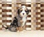Small #3 Bernedoodle (Miniature)
