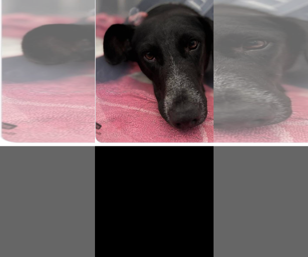 Medium Photo #3 Labrador Retriever-Unknown Mix Puppy For Sale in San Diego, CA, USA