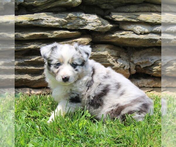 Medium Photo #2 Australian Shepherd Puppy For Sale in DELTA, PA, USA