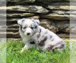 Small #1 Australian Shepherd