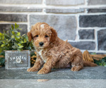 Small #1 Goldendoodle (Miniature)